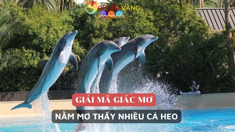 Mơ thấy nhiều con cá heo