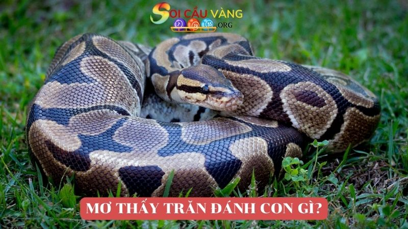 Bật mí giấc mơ thấy trăn đánh con gì?