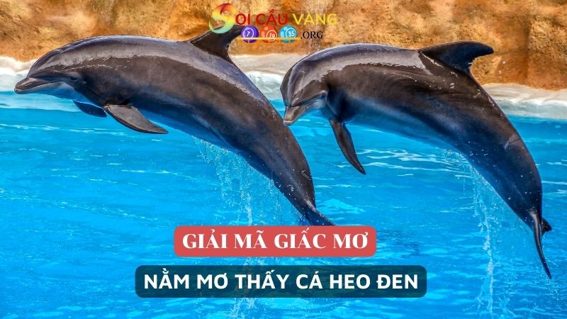 Nằm mơ thấy cá heo đen