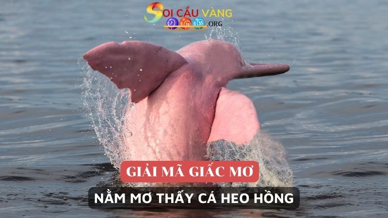 Nằm mơ thấy cá heo hồng