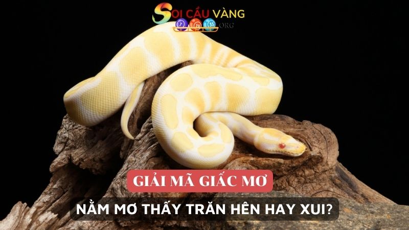 Nằm mơ thấy trăn hên hay xui?