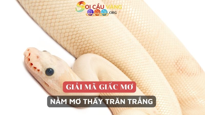 Nằm mơ thấy trăn trắng