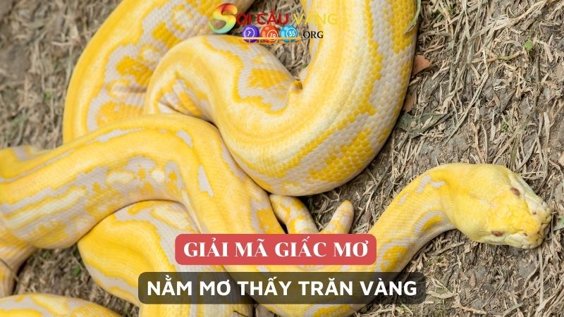 Nằm mơ thấy trăn vàng