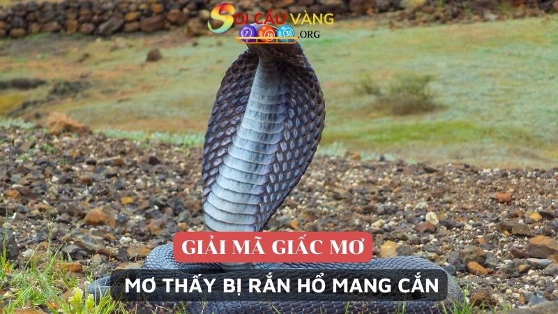 Ngủ mơ thấy bị rắn hổ mang cắn