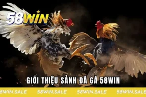 Đá gà 58WIN – Sôi động từng cú vỗ cánh, bùng nổ từng pha cược