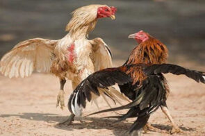 Đá gà B52club – Các thể loại đấu được săn đón hàng đầu