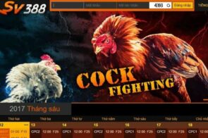 Đá gà SV388 xem trận đấu sắc nét đặt cược minh bạch